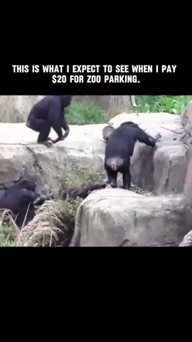 This is what I expect to see when I pay $20 for zoo parking. #wild #animal