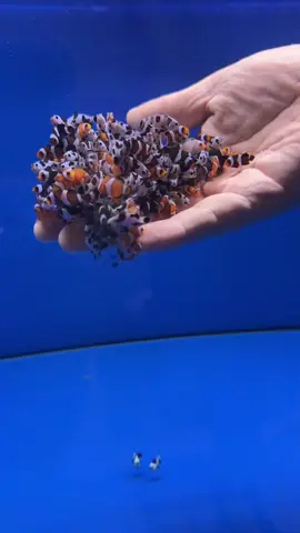 baby clownfish are so cute 🥰#reefaquarium #aquariuminfo #sgreefclub #sgreefers #reefsg #reefaquariumsofinstagram #aquascape #reefscape #aquariuminfo #src #reeftank #fyp #clownfish #nemo #sgreeftank #sgfishshop reef keeping #aquariumfish #aquariumhobby #fishkeepinghobby #reefaquarium #reeftok #fishtok 