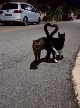Love story between cats. #cat #catsinlove #catsoftiktok  #catlove #catlover #foryou #fyp 