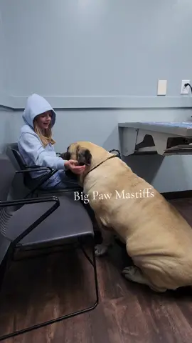 Della Baby🩷 #englishmastiff #bigpawmastiffs #nc #della #verydemure #verycutesy #fyf #mastiffsoftiktok #mastifflover #gentlegiant #bigdog #dog 