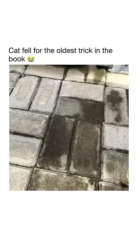 Cat fell for the oldest trick in the book 😭😂 Credit (orange cat) @stepdadJay666  #kitten #funny #funnycat #funnyanimals #funnypets #funnycatsoftiktok #cutecat #catlover #catsoftiktok #cats 