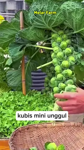 Siapa disini yang belum tanam?  #kubismini #tanamanhias #kebun #masakanrumahan #Vlog #fyp #fypシ #foryou #foryoupage 