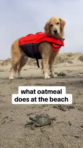He always finds a way to stay entertained #BeachDog #GoldenRetriever #Petaluma 