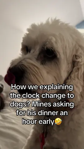 Maybe he fancies an earlier Sunday night🤣🫶🏻🐶 #dogtok #fyp #cockapoo #cockapoosoftiktok #sundayfunday #clocks #halloween2021 #autumn 