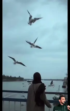 كل ما يمر طير يفرفح الدلال#اغاني #قاسم_السلطان #كل_ما_يمر_طير #كاظم_الساهر #حاتم_العراقي #قاسم #قاسم_السلطان💐 #قاسم_السلطان♥️♥️ #اغاني_حب #اغاني_عربيه #اغاني_رومانسية #اغاني_عراقيه #العراق #سويسرا #امريكا #شط_العرب #فجرولي_الفيديو_لايكات_واكسبلووووووووور 