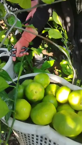 🥰شغل البقجات اضنا😍🤩