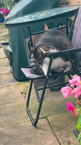#foryou #cat #fyp #catsoftiktok #funny #tiktok #funnycat #funnycats #funnycatsoftiktok 