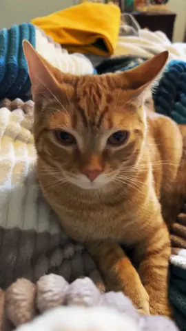 The kitties did not enjoy this one 😅
