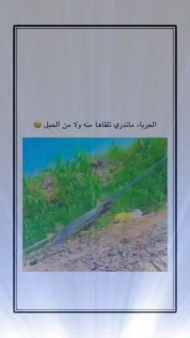 #اكسبلور #explore 