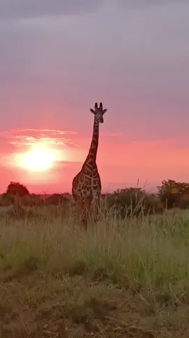 Sunset over the Masai Mara, with a giraffe silhouetted against the horizon. Simply amazing 👌 #fypシ゚viral #sunset #Mara #adventure #traveltiktok #viralvideo #wildlife 