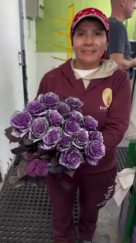 Tinted Roses at @hojaverderoses! Thursd.com was visiting this boutique rose farm in Ecuador 🇪🇨  Take a look at all those pieces of art! #dyedroses #tintedroses #roses #ecuadorroses #ecuador @Thursd 