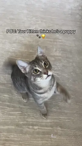 You’re giving treats, but your kitten’s tail starts wiggling like a puppy's. This little guy is too cute to handle! 😩🥰 #POV #CatMoments #KittenWiggle #catsoftiktok #cats #pets #fypシ #cat love #cute #tabbycat 