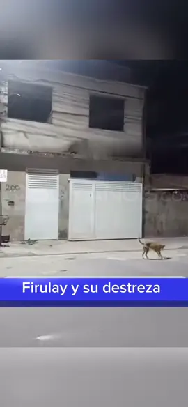 #Viral Este perrito es famoso en redes porque volvió tarde a la casa y facilmente saltó el porton de la vivienda para poder entrar. 🐶😱 La agilidad de 