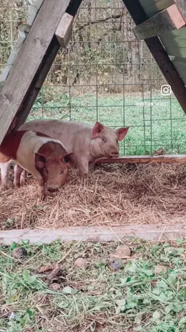 If youre looking for a portable animal shelter, check this one out! I built the bottom square then attached an a-frame to the top. We covered it with metal and it was ready to go. Weve used this to raise pigs and goats and it’s pretty simple to move. My blog post linked will help you step by step. https://homewiththehursts.com/diy-pig-shelter/ #homesteadbuild #diyshelterbuilding #homesteading #raisingpigsformeat 