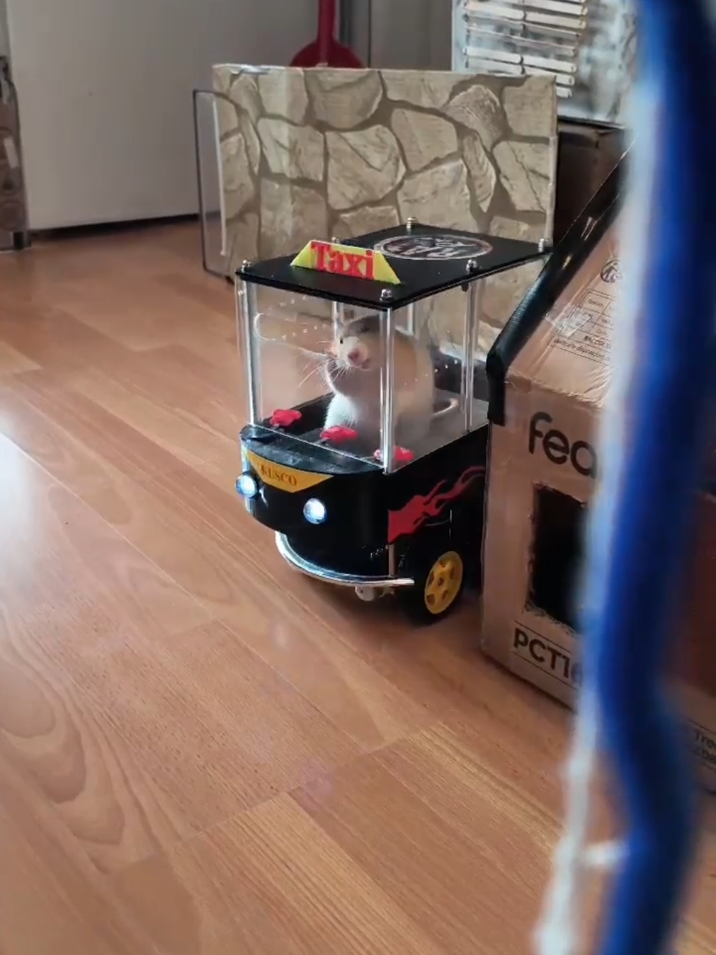 What’s that? Kuzko has been navigating his car around the barriers — all the way to the goal cone — without using any checkpoint cones or treats? Way to go Kuzko! 🥳 Take a look! Something we love about this specific clip is how it shows Kuzko’s always improving ability to adjust and correct his positioning. We have noticed that Kuzko is no longer so worried about perfecting his positioning before accelerating, but is instead willing to move forward and then adjust his direction as he finds he needs to. Here we can observe multiple examples of his improved approach to correcting challenging mistakes like overturning and even getting the car stuck in a corner. Kuzko perseveres through these all the way to the end, not even needing an intermediary treat to motivate him to keep trying! Since we train our rats to give them intellectual stimulation, perfection isn’t the ultimate goal; rather, seeing Kuzko autonomously problem-solve his way out of these various situations and challenges without giving up is incredibly satisfying and exciting for us. Kronk is also improving and we look forward to showing you his progress soon! Furthermore, next up on the driving front is a new and improved course which we are excited to share. Before that though will be a couple more posts about the non-driving enrichment and fun we have with Kronk and Kuzko. 😊  ⭐️ New to our account? Welcome! We give our two bonded rescue rats, Kuzko and Kronk, 10-minute driving lessons once a day as a mental enrichment activity. They choose when to enter and exit the vehicle and take breaks as needed. Kuzko and Kronk also enjoy a variety of other enrichment during their free roam time — follow or check out our previous posts for more! ⭐️
