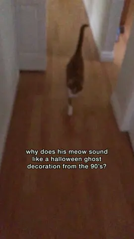 and it NEVER gets old 👻 #catsoftiktok #cats #meow #orangecat #funnycat #beautynthebean #halloween #ghostmeow #ghost 