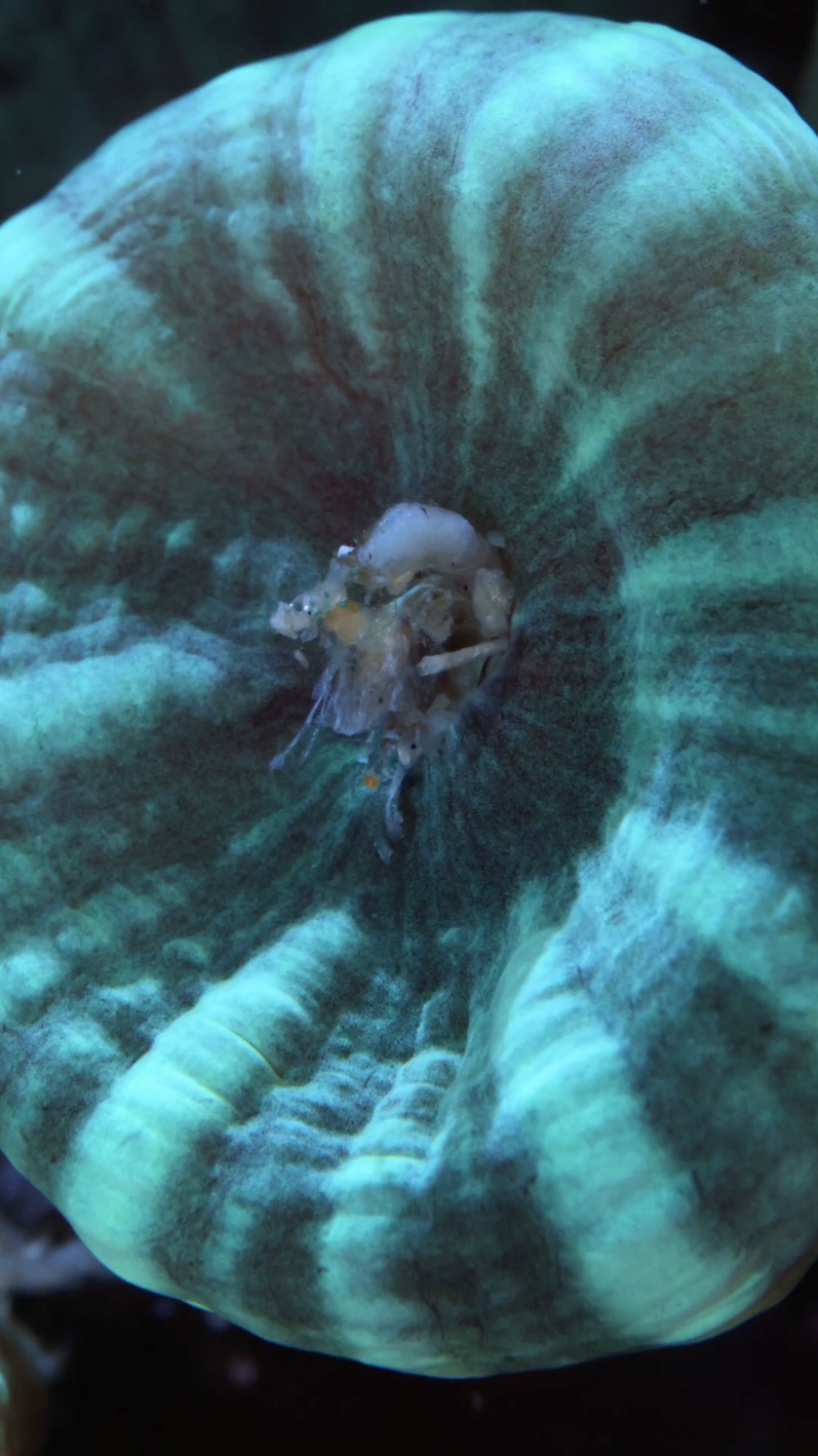 Mixing frozen food with @Coral Essentials  CVE+ to give these Candy Cane corals a boost of vitamins and fatty acids without increasing nitrates/phosphates 😎 ----------------------------------------------------------------------------------- Get all Coral Essentials products on dalua.com (@DALUA International) using promo code ASHAQUATICS for 11% off! ----------------------------------------------------------------------------------- #allmymoneygoestocoral #coralessentials #daluainternational #reefrehab #candycanecoral