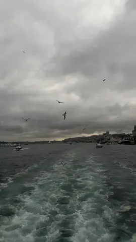 ياليت لو؟ #اكسبلور #explore #viral #fyp 