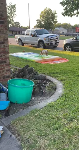 Best dog toy ever! #happy #waterblob #water #aussie #funny 