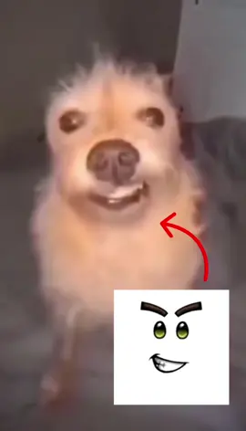 #fyp #dog #smiley #roblox #meme #for #you #explore 