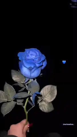 Trendafili blu 💙😍#northxxeditxes_ #xh #fypp #lyrics #albania #trendafiliblu 