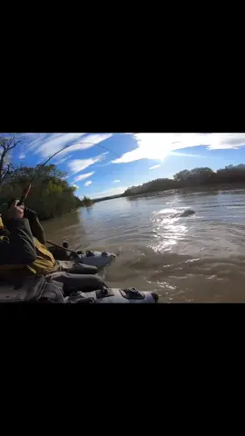 Buen coletazo 💥🙂 #fishing #pesca #wędkarstwo #siluro #catfish #sum 