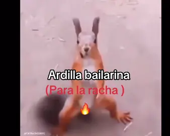 Ardilla catracha JAJAJAJA #foryoupage #foryoupageofficiall #CapCut #foryou 