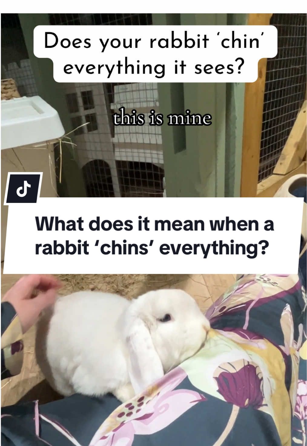 In the world of rabbits, ‘chinning’ is as cute as it is clever!  When a bunny like Binky rubs his chin on anything from his favourite toys to your furniture, he’s not just being quirky—he’s marking his territory.  Rabbits have scent glands under their chins, so with each little rub, Binky is leaving his personal ‘signature’ behind. It’s his way of saying, “This is mine,” even if that means claiming every last inch of our rabbit boarding retreat when he comes to stay.  So when Binky goes on his chinning spree, he’s just making sure everyone knows he’s the boss!! 😂 #ForYou #ViralBunny #FunnyBunny #TikTokPets #PetTok #BunnyFYP #RabbitsOfTikTok #RabbitHumour #RabbitVideos #RabbitLife #BunnyLove #PetBunny #BunnyBehaviour #BinkyTheBunny #FunnyPets #BunnyChin #BunnyTerritory #BunnyLife #RabbitOwners #rabbitlovers 