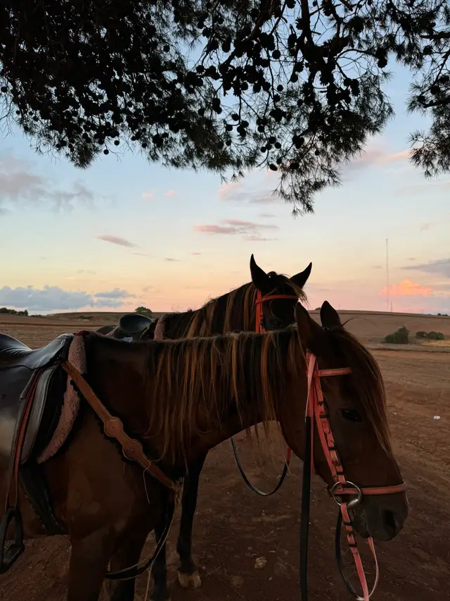#horseland #horses #horsefarm #horsesoftiktok #equistrian #balade #tipaza 