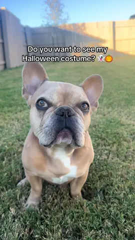Just a little 🐧 trying to fit in with the big dogs 🐾 #dogcostume #halloweencostume #frenchbulldog #penguin 
