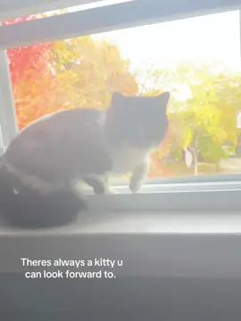 My favourite days of the year is any day with a cat in it 