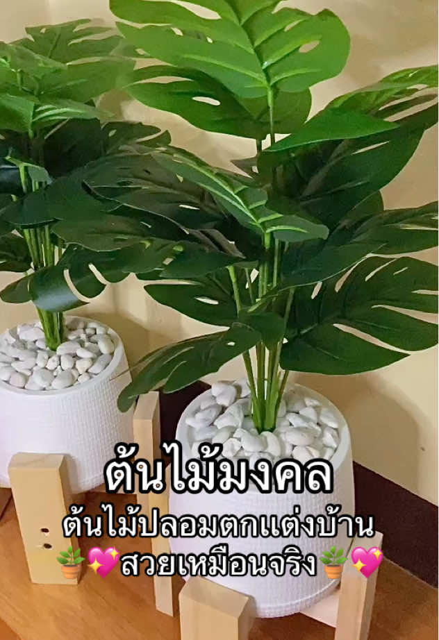 🪴ต้นไม้มงคล ต้นไม้ตกเเต่งบ้าน ต้นไม้มินิมอล ต้นใหญ่มาก #ต้นไม้ #ต้นไม้มงคล #ต้นไม้ปลอม #ต้นไม้ปลอมตกแต่งบ้านและสวน #ต้นไม้มินิมอล #เเต่งบ้าน #เเต่งห้อง #tiktokthailand #tiktok #ขึ้นฟีดเถอะ 