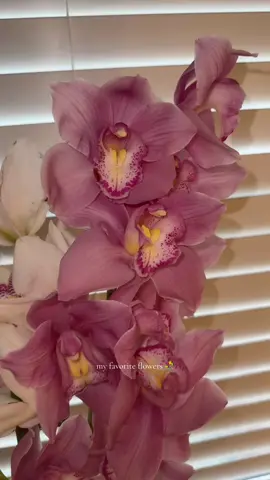 from: @jborchidsla in loveee w cymbydiums atm 💐  #cymbydium #orchids #orchidlovers #flowers #giftforher #boquetofflowers #jborchids 