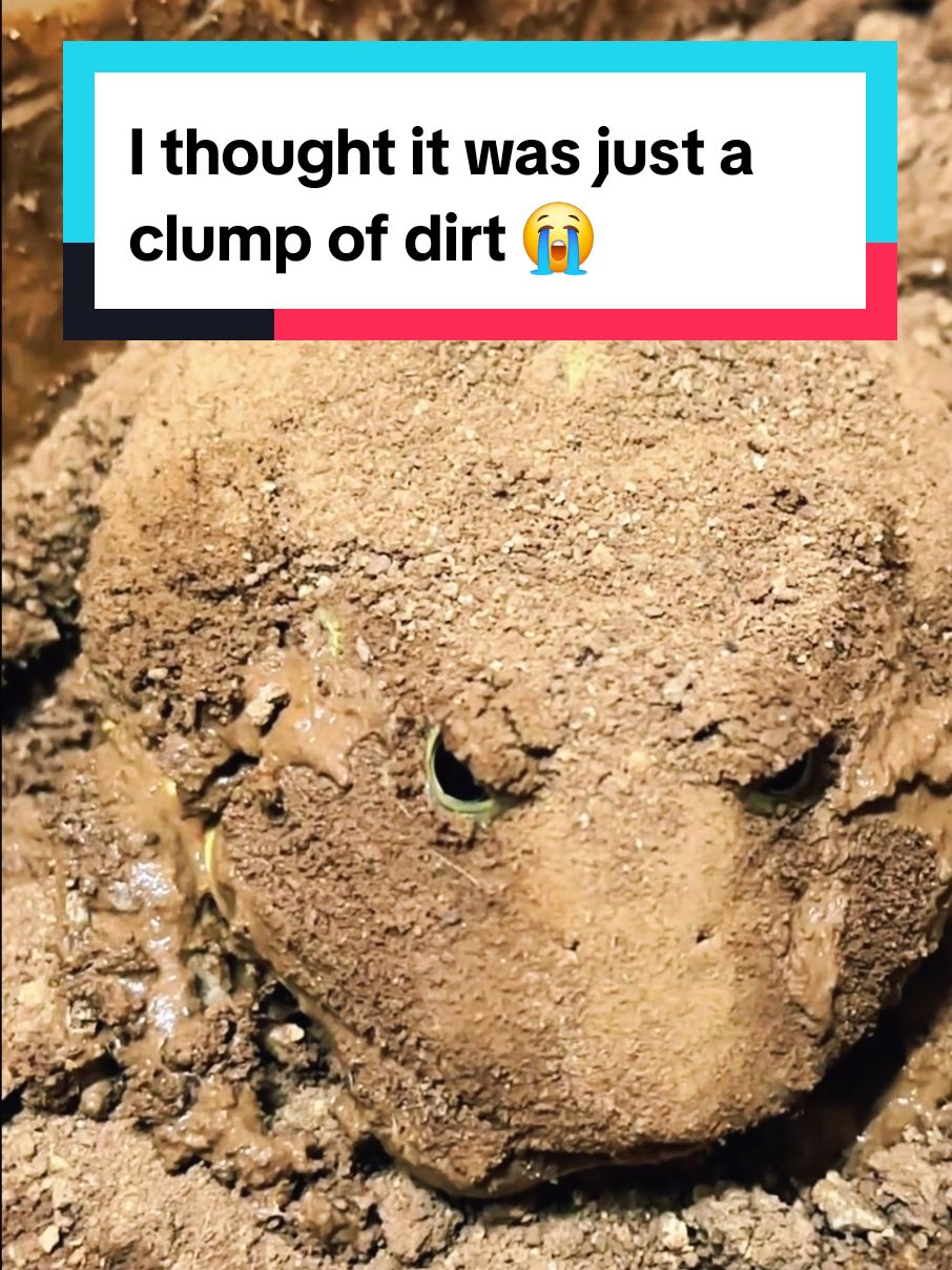 I thought it was just a clump of dirt 😭 #funnyanimals 