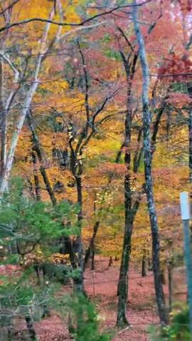 The fall colors are all around us in Mena. The Ouachita National Forest never disappoints. #ouachita #national #forest                                        #fall #fallaesthetic #fallvibes #leaves #color #change #autumn #autumnvibes #beauty #nature #naturevibes #naturelover #naturelove #mountains #mountain #mountain #view #views #arkansas #wonderfularkansas #arkansasonly #arkansasphotographer ##arkansastiktok #naturalstate #mena #menaarkansas #memorablemena #visit #our #town #make #memories  