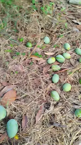 Kegiatan Setiap Pagi Mungut Mangga Keweni Kalau Udah Pada Mateng Di Pohon Pada Berjatuhan, Mangga nya Wuangi, Muaniisss