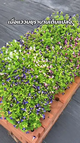 บานเต็มแปลงแล้ว สวยมาก#เปิดการมองเห็น #เปิดการมองเห็นเถอะ #ต้นไม้ออนไลน์ #ไม้ดอกไม้ประดับ🌿 #ต้นไม้มงคล #ดอกไม้ #ไม้อวบน้ําสวยๆ #แววมยุรา #แววมยุรา 