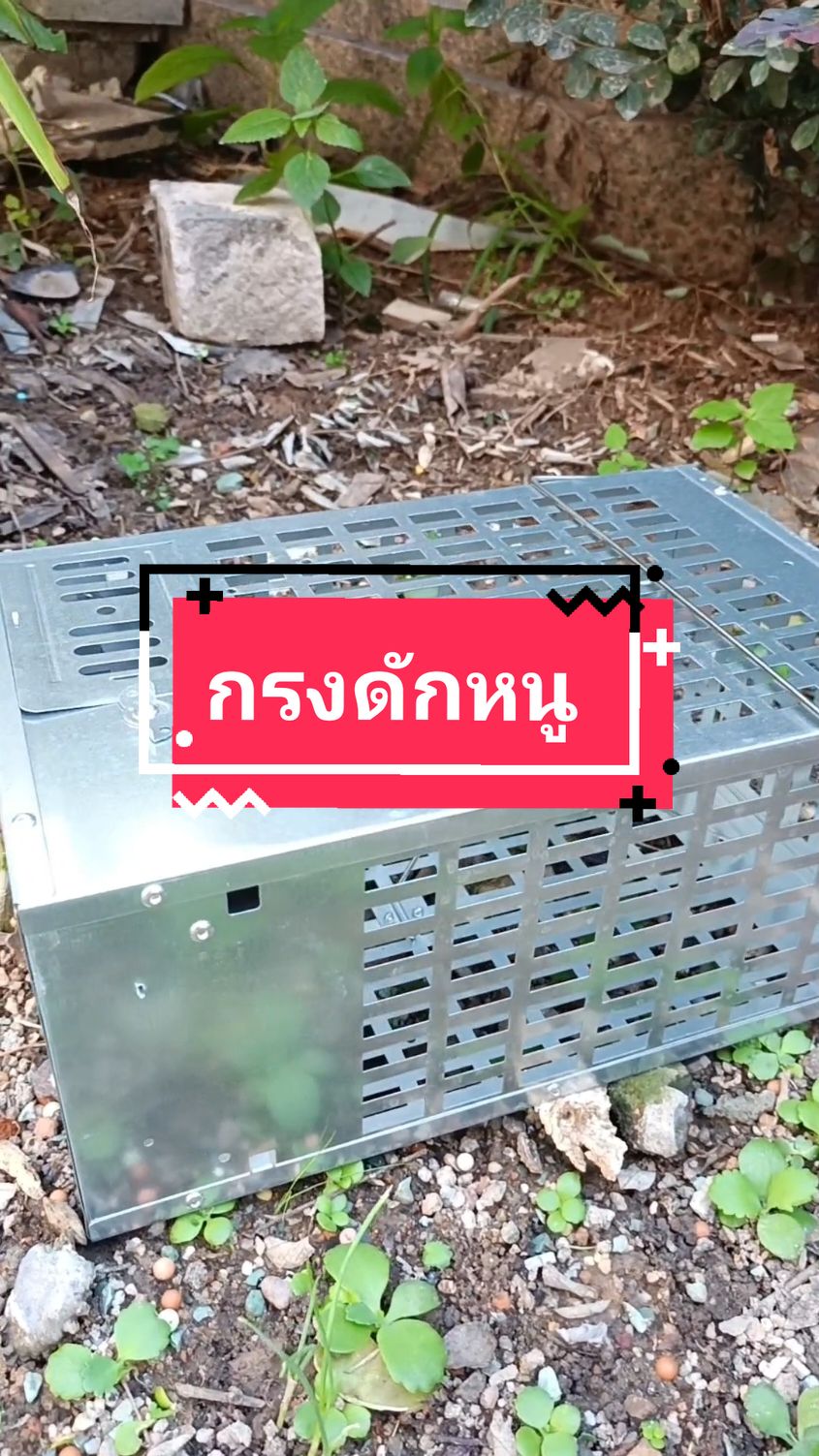 ตอบกลับ @toyimah_hajimama #กับดักหนู #กรงดักหนู #กรงหนู #ของใช้ในบ้าน 