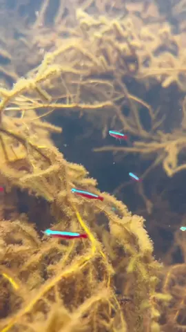 Day 1 exploring the Rio Negro, found cardinal tetras right off the bat 😆 #fishtok #aquariumhobby #fishtank #wilderness #naturephotography 