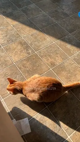“Gary!”🤣 #cat #cats #cutecat #catlover #catsoftiktok #fyp #fypシ #funny #funnycat #foryou #foryoupage #funnyvideos #funyanimals #funnytiktok #kitty 