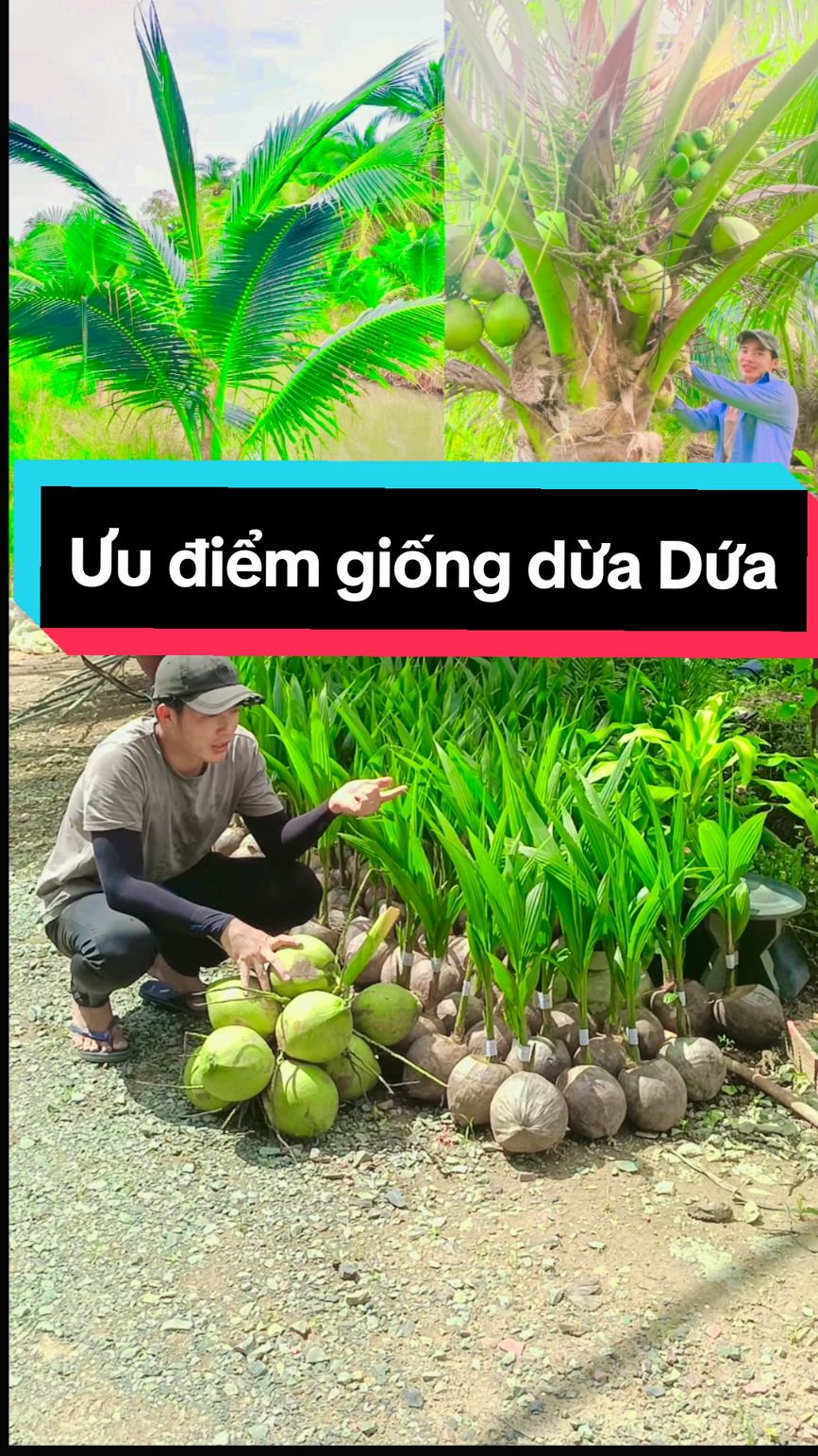 Đặc tính, ưu điểm của giống dừa dứa Thái lan #duaduaThailan #dừa #nhacomili #dacdiemduadua #dualo #dua 