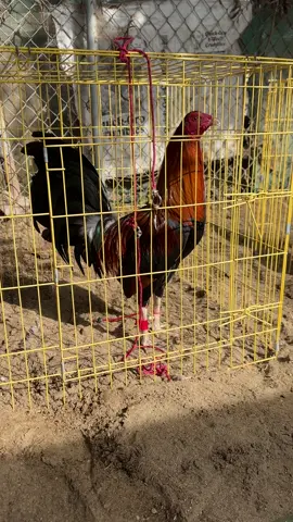 Todo es posible es nomas de enfocarse y darle todo 👊🏽 saludos atodos ahi k darle padelante💯🐔#rodriguezgamefarm_ #fypシ #gallosfinos #gamefowlbreeders #gallostiktok #gallosworld #parati #gallosmexico🐓👌 #palenque #galloscalifornia🔥 #kelsogamefowl #gallosfinos💯 #palenquedegallos #palenqueaguascalientes #rodriguezgamefarm 