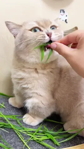 食草貓#cat #funnycat #cutecat #catsoftiktok 