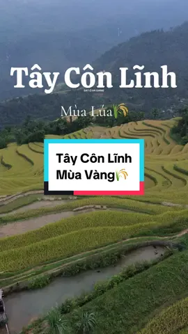 Chiếc video quay lúa cuối cùng của 2024 hẹn mùa lúa vàng 2025🌾☘️ #tiktoktravel #viraltiktok #datohagiang #fyp #reviewhagiangg #dulichhagiang #tourhagiang #trekking #tayconlinh 