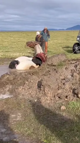 RESCUING BIG JOE_P3 #satisfying #oddlysatisfying #asmr #farrier #cow #cows #TheHoofGP#horse #hoof #hooftrim #hooftriming #hoofpick #hoofcleaning #hoofcare #hooftok #horse #farrier #farriersoftiktok