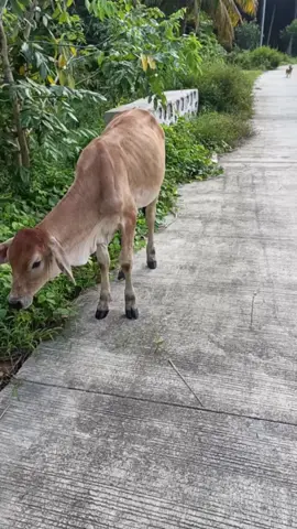 Province life #philippines #villagelife #quezonprovince #quezon #unisan #village 