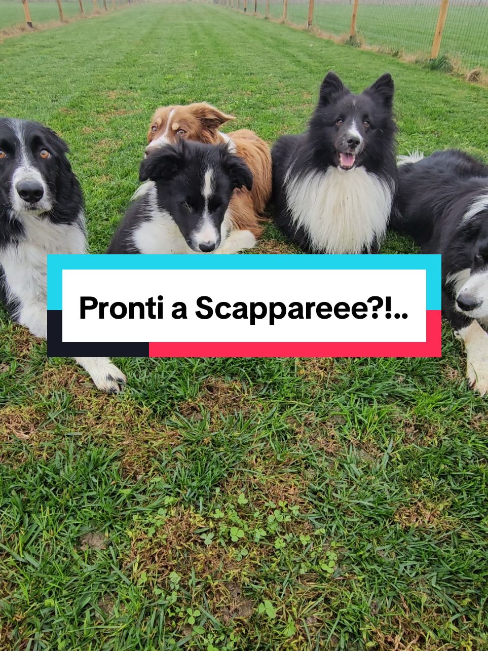 Pronti a scappareeee?!... #Nhâtalino #Nhât #Nhâtalinomonello #bordercollie #shetlandsheepdog #caniditiktok #dogsoftiktok #dogs #cani #canidivertenti #funnydog #addestramentocani #educatorecinofilo #doglover #amico4zampe