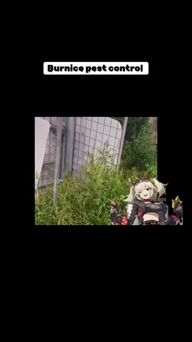 Burnice pest control! #memes #animetiktok #japan #memestiktok #animegirl #anime #japantiktok #zzz #zenlesszonezero #zenlesszonezeroedit #zenlesszonezerocharacters #sonsofcalydon #burnice #burnicezzz #burnicewhite #burnicezenlesszonezero #nogunslifeanime 