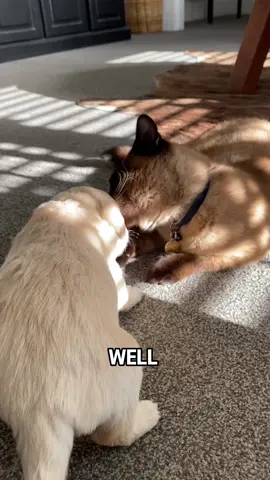 Dog mother and cat mother #tiktok #fyp #foryou #animal #cute #cuteanimals #cat #cats #dog 