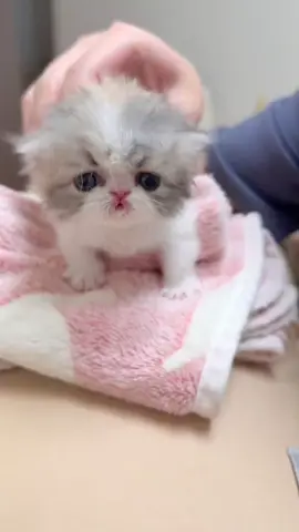 Isn't it cute?#cat #funnycat #cutecat #catsoftiktok #kitty 